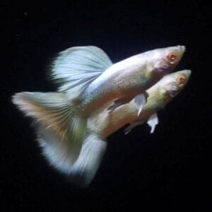 Albino Full Platinum Guppy