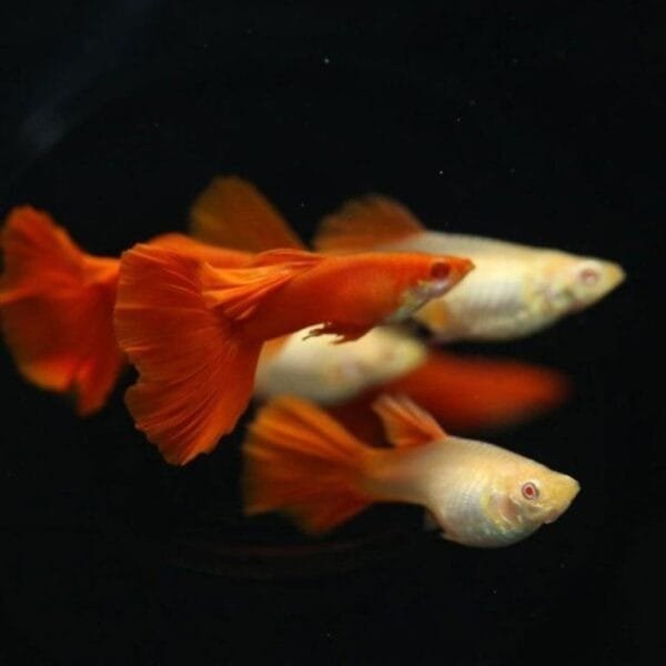 Albino Full Red Guppy