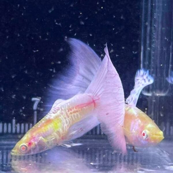 Albino Purple Galaxy Guppy