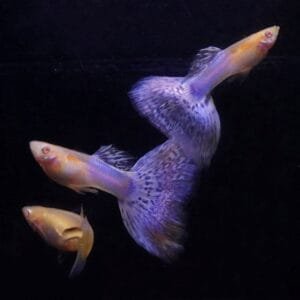 Albino Japan Blue Mosaic Guppy