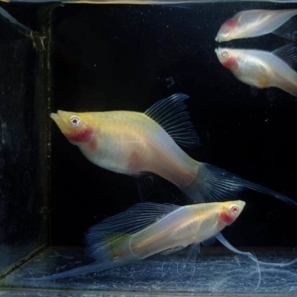 Kohaku Swordtail żółty albinos