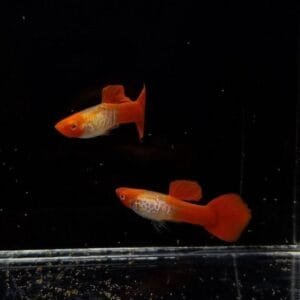 Albino Koi Snakeskin Guppy