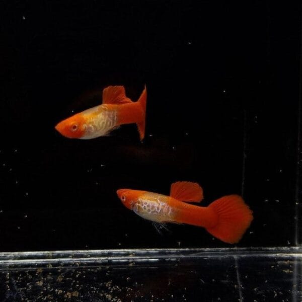 Albino Koi Snakeskin Guppy