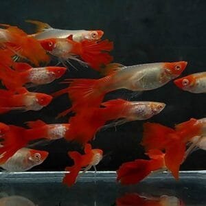 Albino Koi Snakeskin Swallow Ribbon Guppy