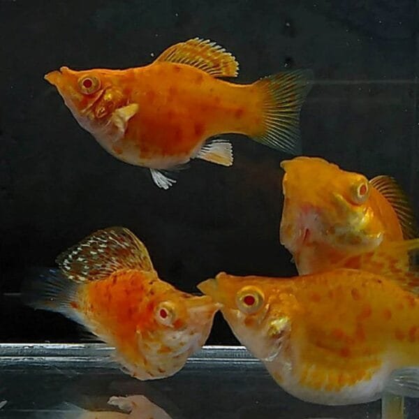 Albino Mottled Balloon Molly