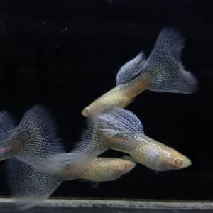 Albino Purple Lace Guppy