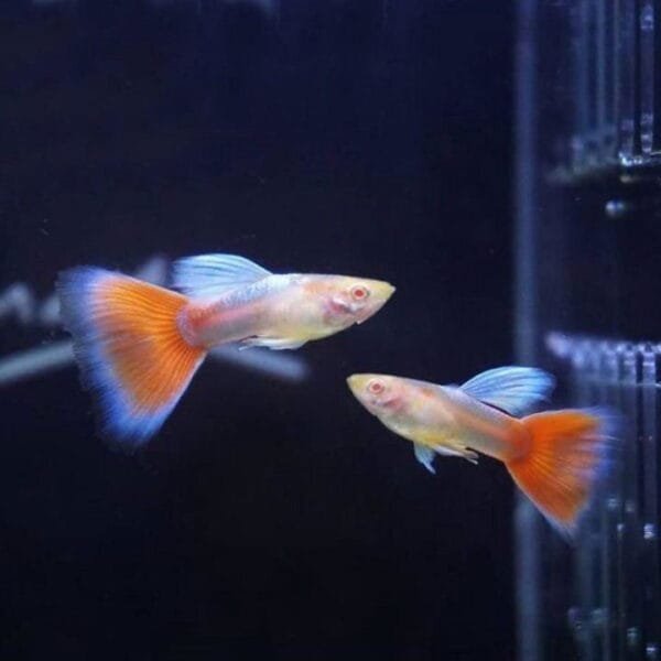 Albino Red Sky Guppy