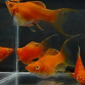 Albino Safran Lyretail Balloon Molly