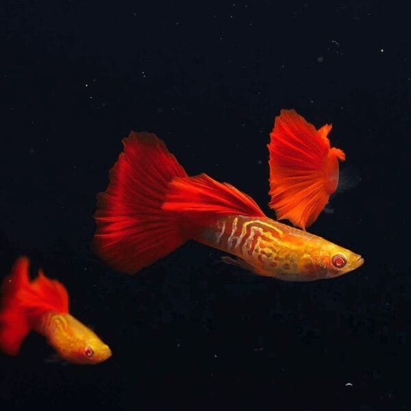 Albino Snakeskin Red Tail Guppy
