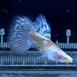 Albino Koi Λευκό μωσαϊκό Guppy