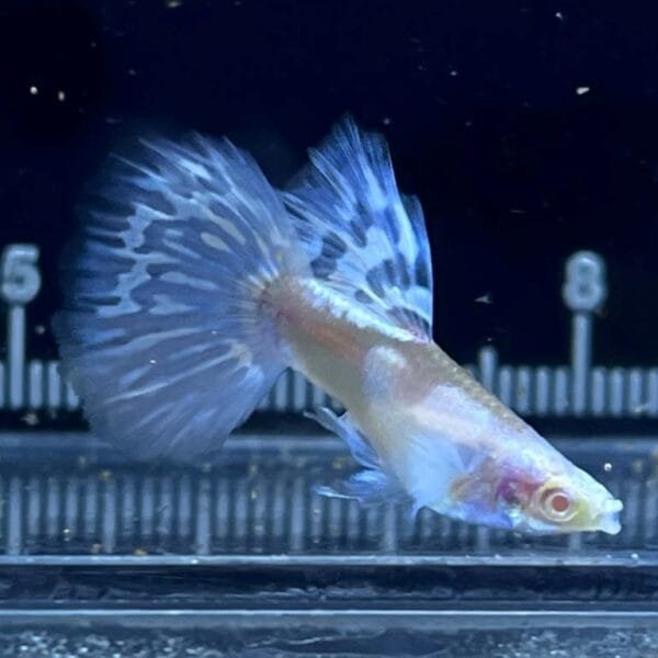 Albino Koi White Mosaic Guppy