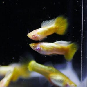 Albino Full Gold Guppy