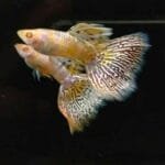 Albino Yellow Tiger King Cobra Guppy