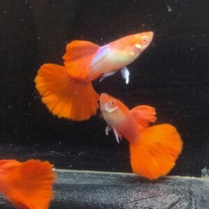 Albino Red Tuxedo Rosetail Guppy