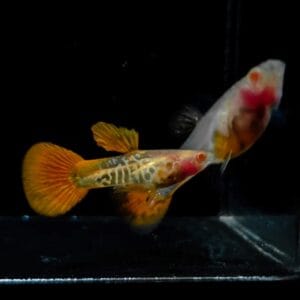 Albino Snakeskin Glass Belly Guppy