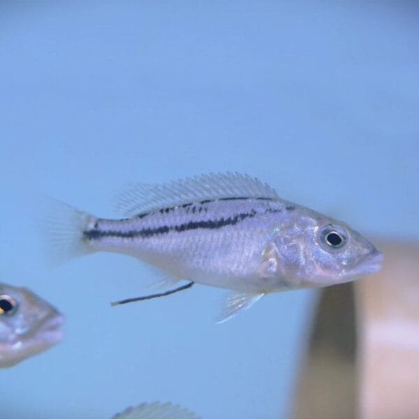 Malawi hawk (Aristochromis christyi)