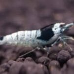 Black Bee Mosura Shrimp