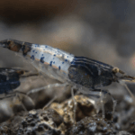 Black Rili Shrimp