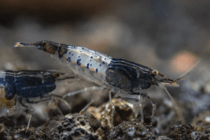 Black Rili Shrimp