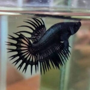 Black Copper Crowntail Betta