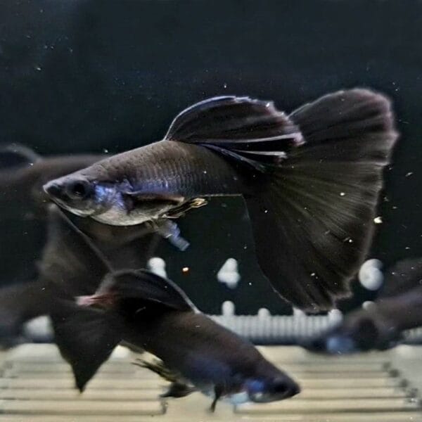 Black Moscow Guppy