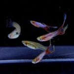 Blonde Blue Star Double Sword Guppy