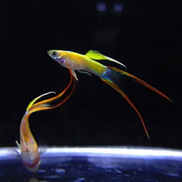 Blonde Golden Double Sword Guppy