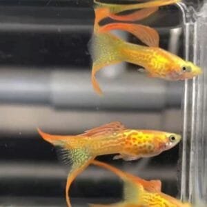 Blonde Red Lace Double Sword Guppy