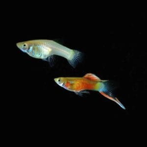 Blonde Red Sunset Bottom Sword Guppy