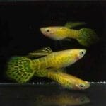 Blonde Yellow Cobra Spear Tail Guppy