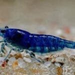 Blue Diamond Shrimp