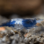 Blue Rili Shrimp