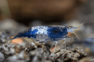Blue Rili Shrimp