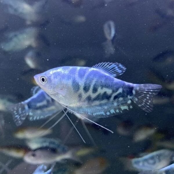 Blue cosby gourami (Trichopodus trichopterus)