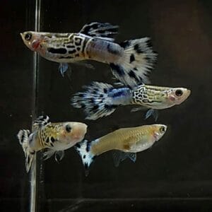 Μπλε Koi Snakeskin Guppy