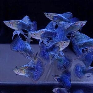 Blue Platinum Guppy