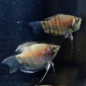 Chocolate gourami (Sphaerichthys osphromenoides)