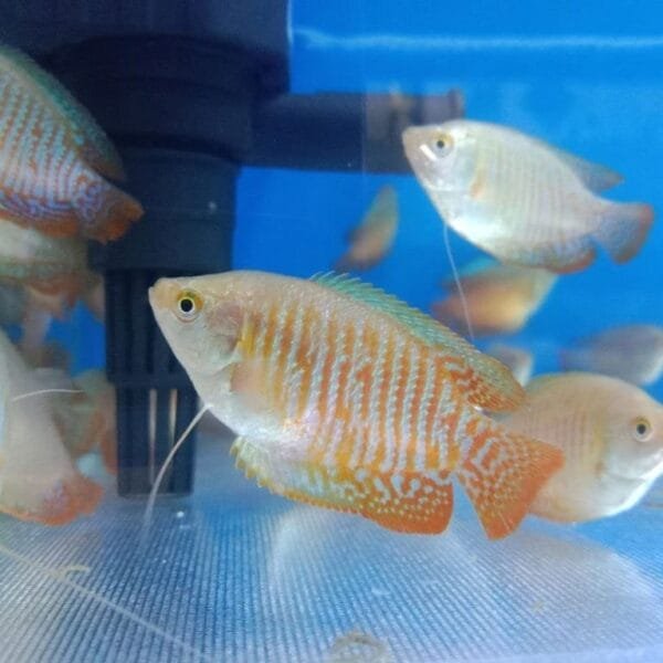 Dwarf gourami (Trichogaster lalius)