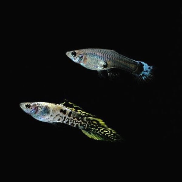 Yellow Galaxy Spear Tail Guppy