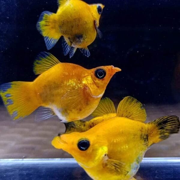 Black Flecked Golden Balloon Molly