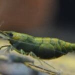 Green Hulk Shrimp