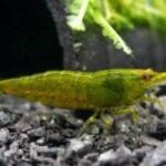 Green Jade Shrimp