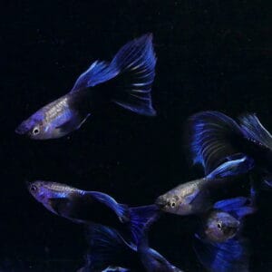 Half Black Blue Guppy