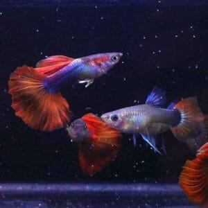 Half Black Red Rosetail Guppy