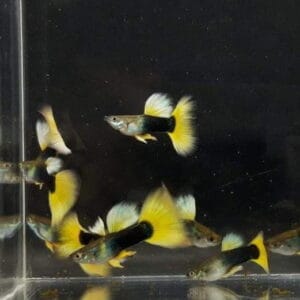 Half Black Yellow Guppy