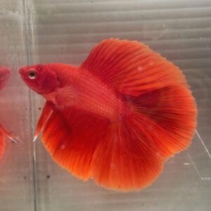 Red Halfmoon Double Tail Betta