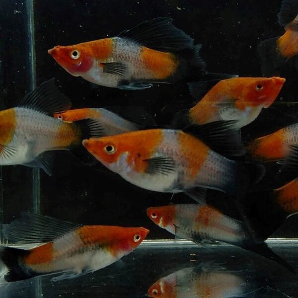 Kohaku Tuxedo Wag Hifin Swordtail