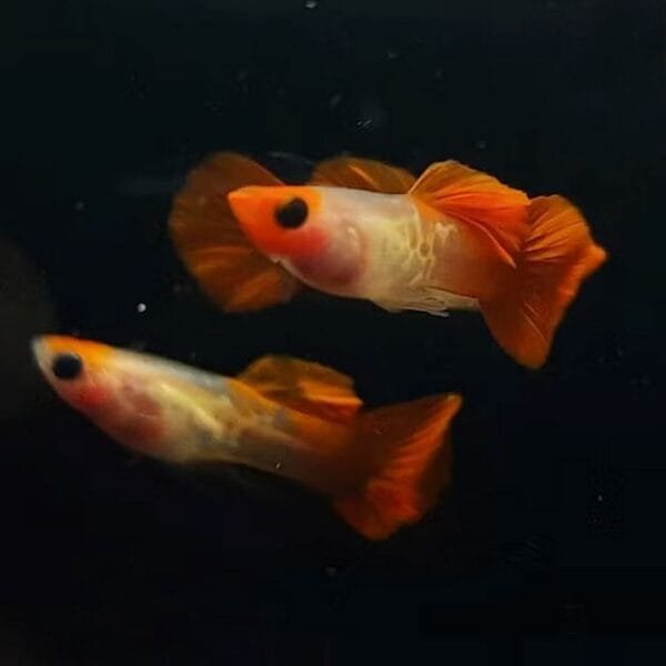 Koi Snakeskin Glass Belly Guppy