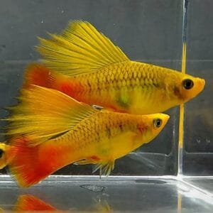 Marigold Hifin Variatus Platy