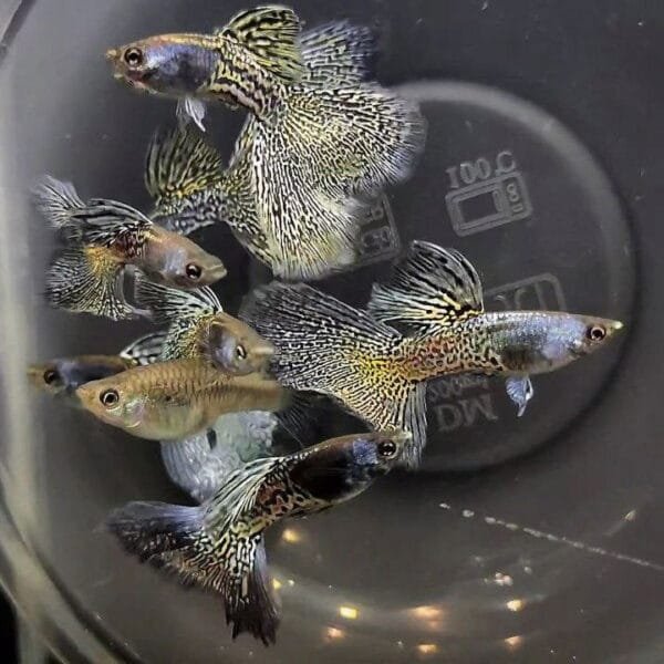 Metal Black Lace Guppy